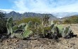 Preview photo Opuntia sulphurea