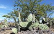 Preview photo Opuntia sulphurea