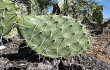 Anteprima di Opuntia sulphurea