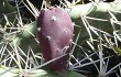 Anteprima di Opuntia sulphurea