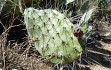 Preview photo Opuntia sulphurea