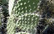 Preview photo Opuntia sulphurea