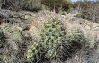 Anteprima di Opuntia sulphurea