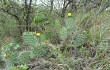 Preview photo Opuntia sulphurea