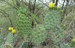 Vista previa de Opuntia sulphurea