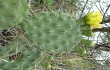 Preview photo Opuntia sulphurea