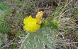 Preview photo Opuntia sulphurea