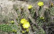 Preview photo Opuntia sulphurea