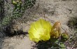 Preview photo Opuntia sulphurea