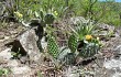 Anteprima di Opuntia sulphurea