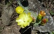 Vista previa de Opuntia sulphurea