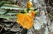 Anteprima di Opuntia sulphurea