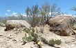 Anteprima di Opuntia sulphurea