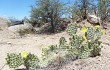 Preview photo Opuntia sulphurea