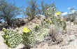 Vista previa de Opuntia sulphurea