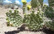 Anteprima di Opuntia sulphurea