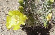 Preview photo Opuntia sulphurea