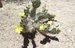 Preview photo Opuntia sulphurea