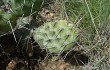 Preview photo Opuntia sulphurea