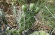 Preview photo Opuntia sulphurea