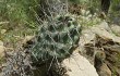 Anteprima di Opuntia sulphurea