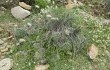 Anteprima di Opuntia sulphurea