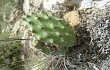 Anteprima di Opuntia sulphurea