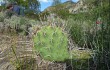 Anteprima di Opuntia sulphurea