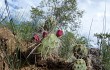 Vista previa de Opuntia sulphurea