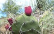 Preview photo Opuntia sulphurea