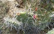 Anteprima di Opuntia sulphurea