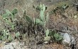 Anteprima di Opuntia sulphurea