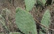 Preview photo Opuntia sulphurea