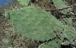 Vista previa de Opuntia sulphurea