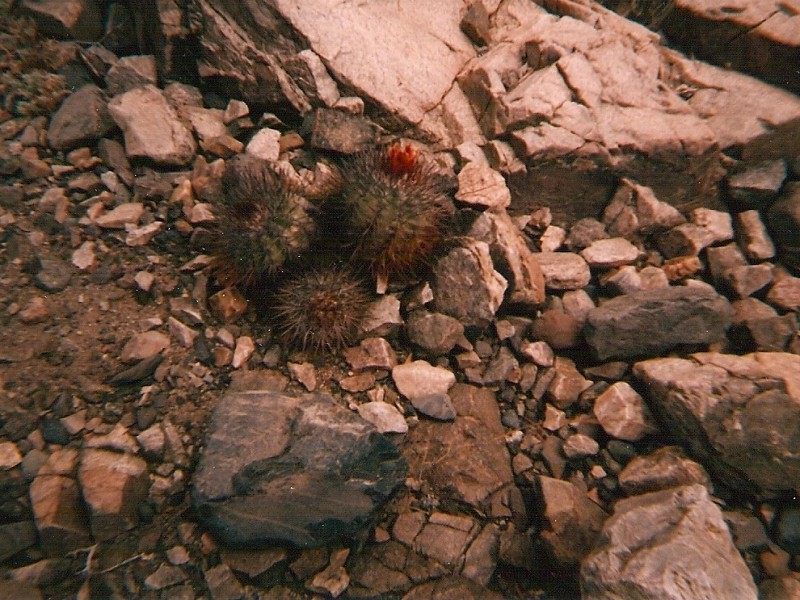 Photograph Copiapoa taltalensis in habitat