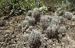 Preview photo Parodia columnaris