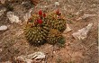 Preview photo Echinopsis bruchii