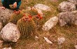 Anteprima di Echinopsis bruchii