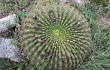 Vista previa de Echinopsis bruchii