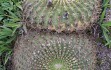 Vista previa de Echinopsis bruchii