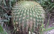 Vista previa de Echinopsis bruchii