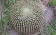 Vista previa de Echinopsis bruchii