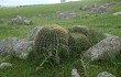 Preview photo Echinopsis bruchii