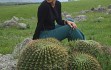 Preview photo Echinopsis bruchii