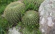 Anteprima di Echinopsis bruchii