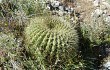 Preview photo Echinopsis bruchii