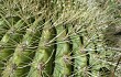 Preview photo Echinopsis bruchii