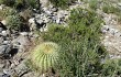 Vista previa de Echinopsis bruchii