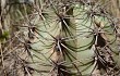 Preview photo Echinopsis albispinosa