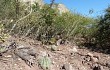 Vista previa de Echinopsis albispinosa